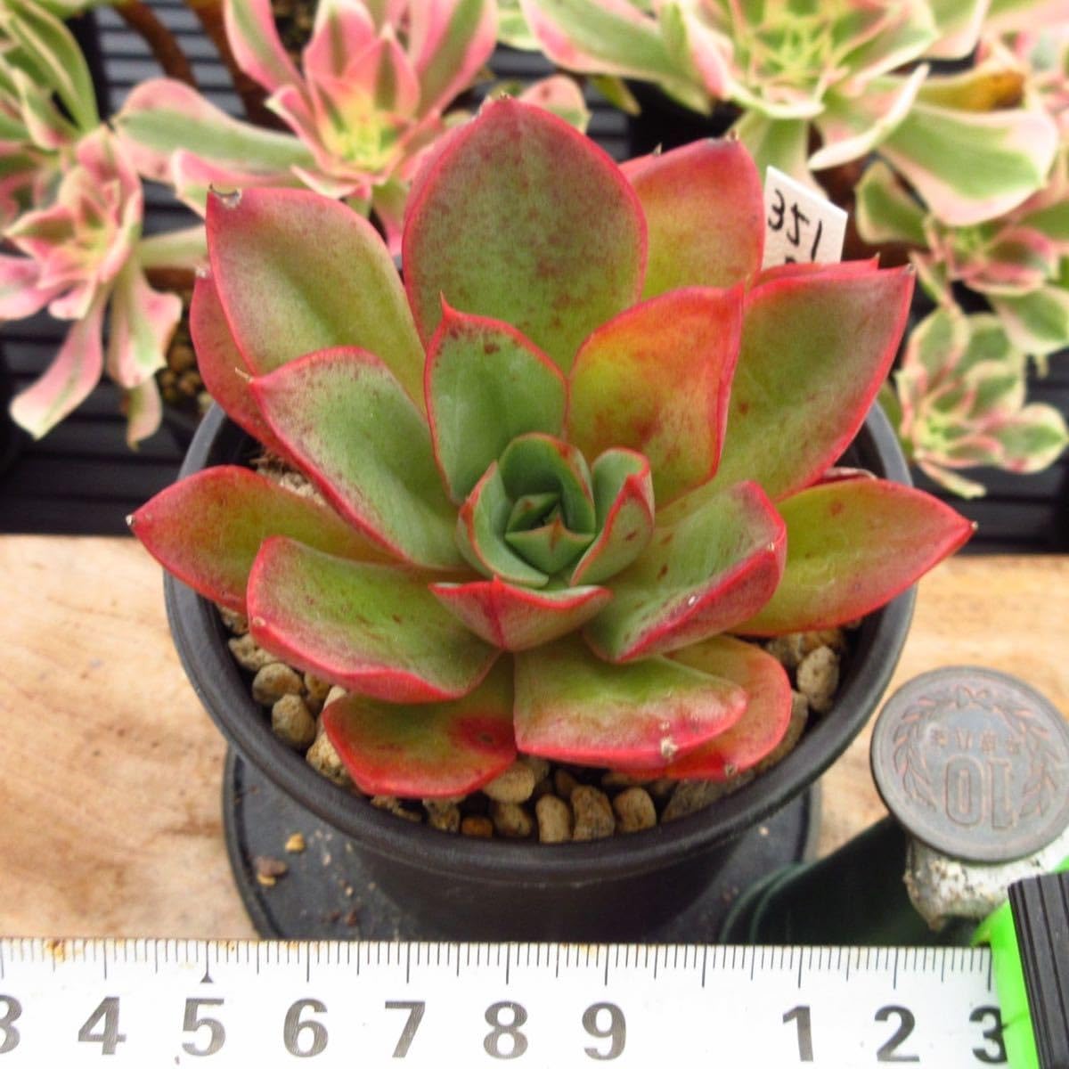 Amazon.co.jp: ！！多肉植物 レッドクラウス 大苗 レア苗 韓国苗